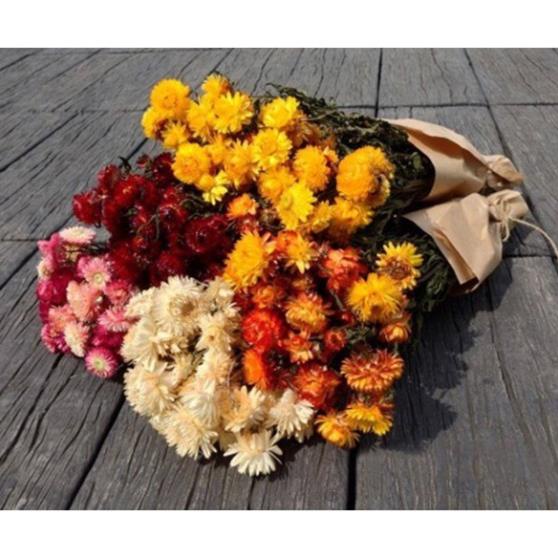 Hạt Giống Hoa Cúc Bất Tử Mix Nhiều Màu  - MUA 3 TẶNG 1 CÙNG LOẠI