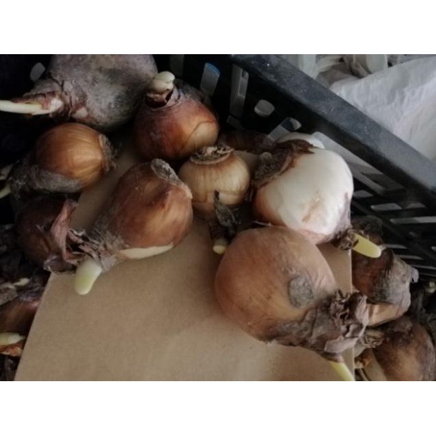 Củ giống hoa thủy tiên