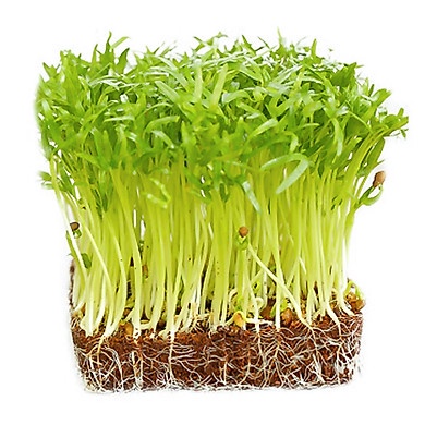 Hạt Giống Rau Mầm Muống Ngọt dễ trồng TOTT's fertilizer