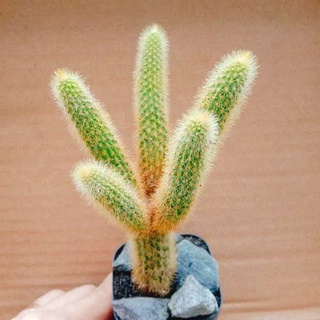 Xương rồng đuôi khỉ