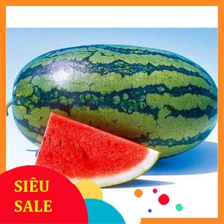 20 Hạt giống Dưa hấu dài Ruột đỏ (tặng gói Kích nẩy mầm và Hướng dẫn)