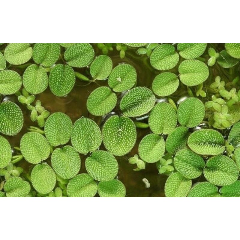 Bèo ong bèo tai chuột thủy sinh 13 cây