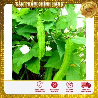 Hạt Giống Đậu Rồng LUCKY SEEDS ( Đậu Khế )