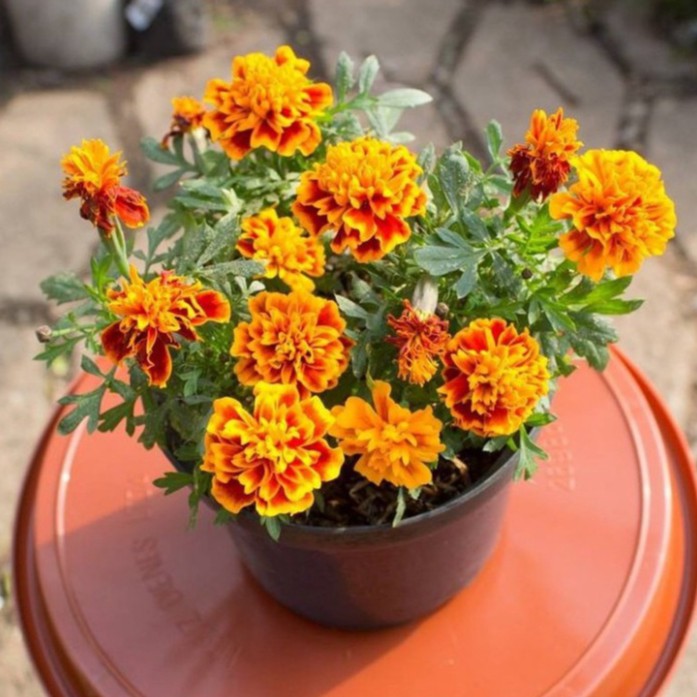 Hạt Giống Hoa Vạn Thọ Pháp (gói 150 hạt, tặng phân)