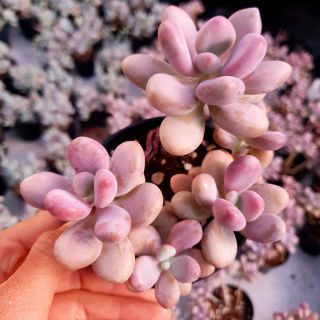 Sen sỏi hồng size trung