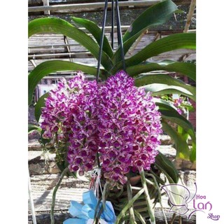 Hoa phong lan đai châu ( Ngọc điểm ) thái lá mít cây giống