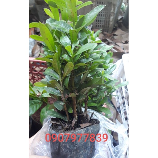 Chậu Mẫu Đơn 5 Màu, Bông Trang