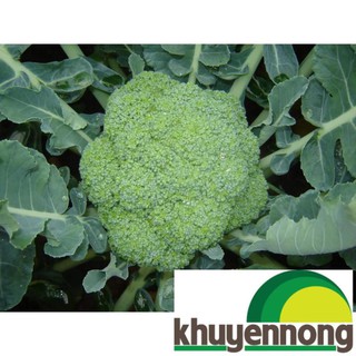 (100 hạt) Hạt giống sup lơ xanh