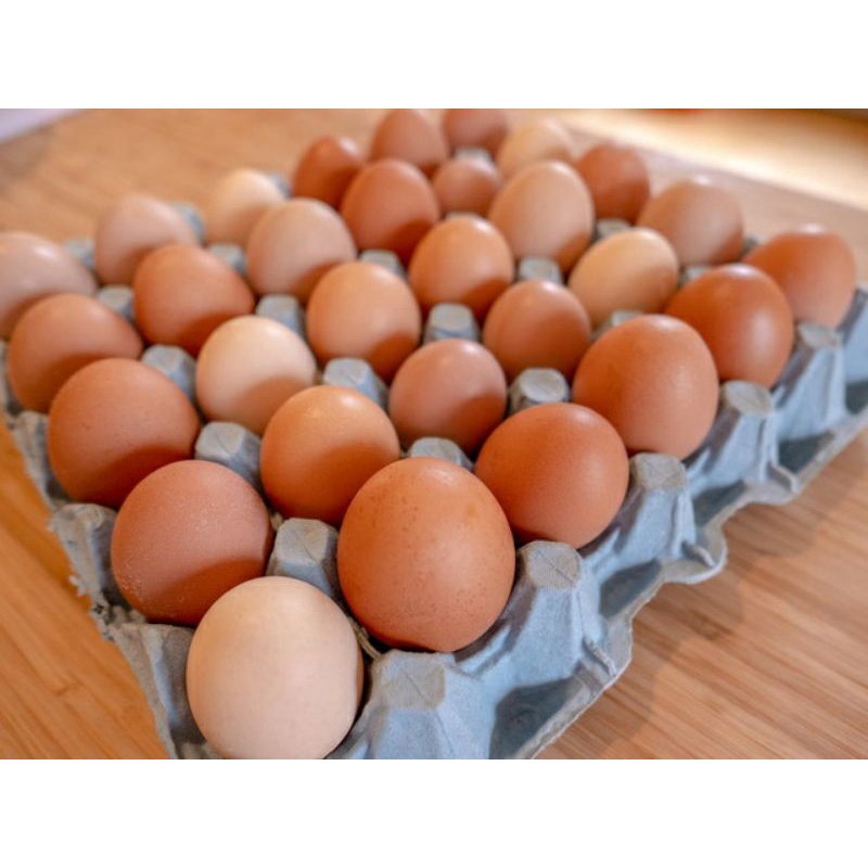 Vĩ nhựa 10 trứng Gà | BigBuy360 - bigbuy360.vn