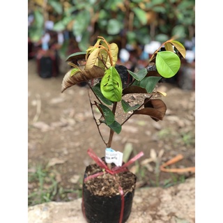 Cây Vú sữa mica