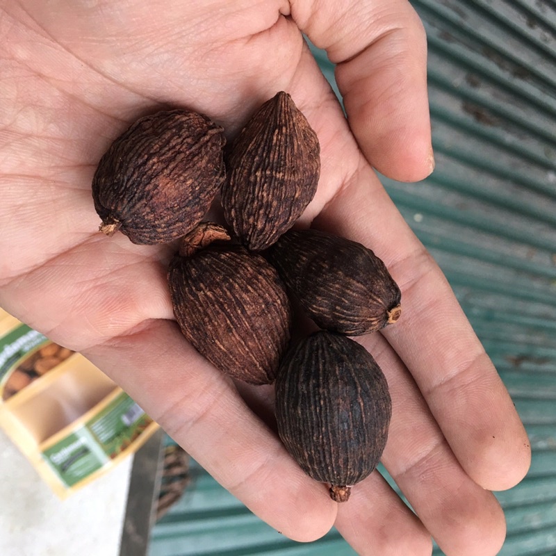 Thảo quả đặc sản Lào Cai chuẩn, đẹp, cực thơm (30g)