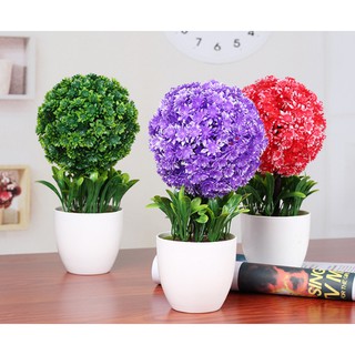 Combo 4 chậu hoa cẩm tú cầu