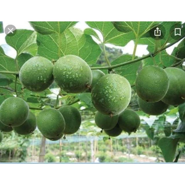 Quả la hán to già nguyên trái