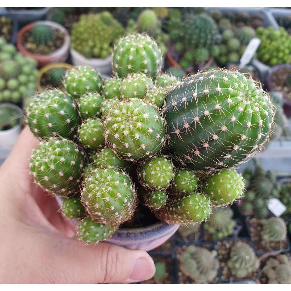 Xương rồng Lobivia nguyên bụi to màu hoa ngẫu nhiên