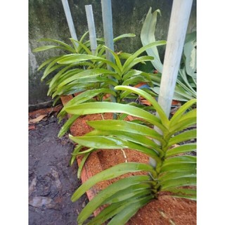 Lan mokara siêng hoa nhiều màu