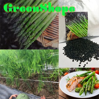 100H - Măng Tây giống F1 Mỹ 100 Hạt/gói mang tay