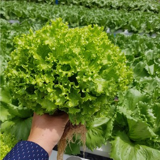 Hạt giống xà lách xoăn xanh - 1 gói 5gram