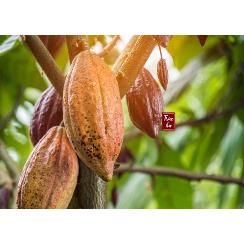 [HỎA TỐC] Bột cacao nguyên chất Việt Nam hàng cty chuyên xuất khẩu bột ca cao và sản xuất sô cô la. Bột thơm không đắng