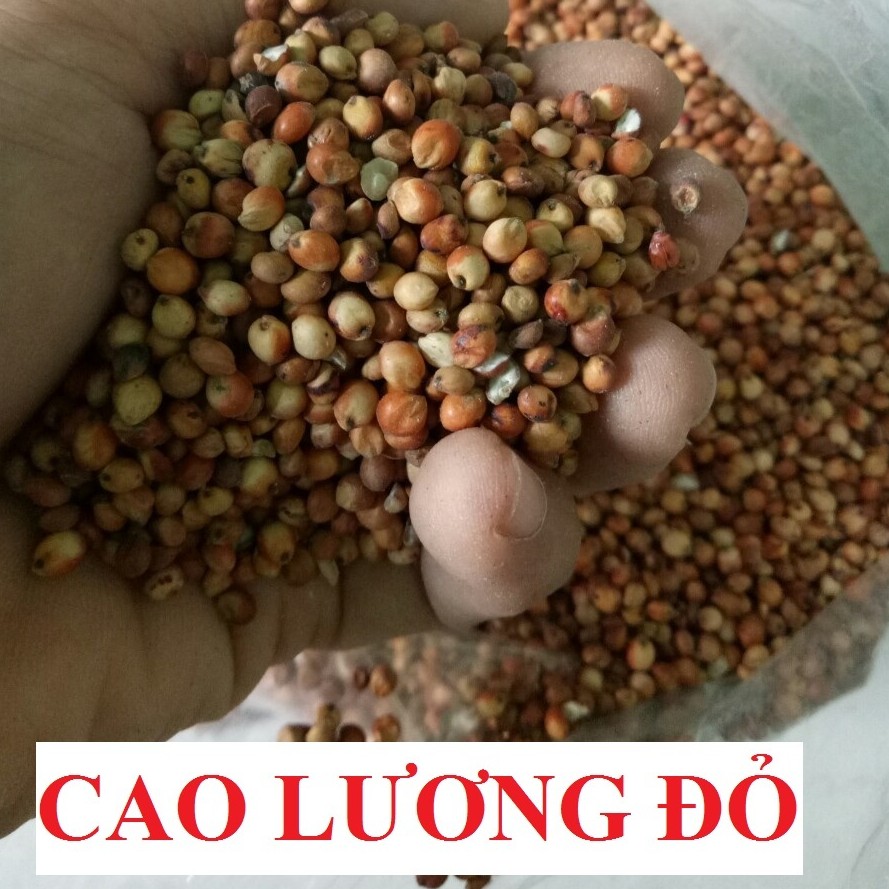 100G HẠT BO BO ĐỎ CHO CHIM,VẸT,HAMSTER