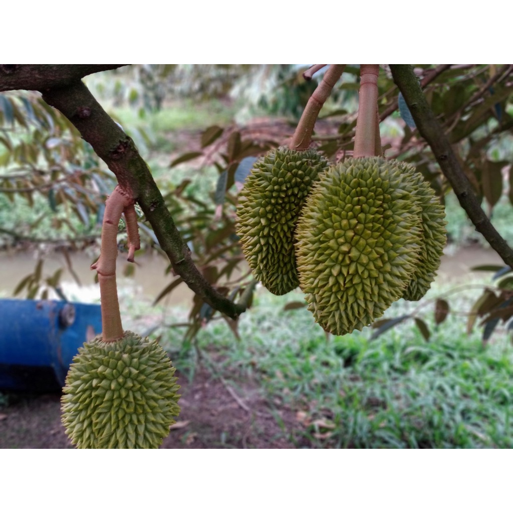 Phân Đậu Nành – Đạm Hữu Cơ Thủy Phân Từ Đậu Nành Chuyên dưỡng trái, giúp trái căng tròn, bộ rễ khỏe, lá to, dày