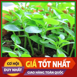 Hạt giống Mồng Tơi