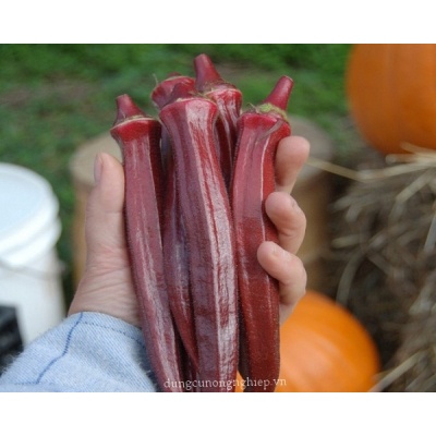 Hạt Giống Đậu Bắp Đỏ F1 Loại Dễ trồng chống sâu bệnh năng suất cao