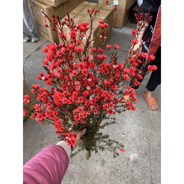 Hoa thanh liễu  chuyên sỉ