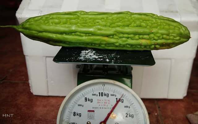 Hạt Giống Mướp Đắng F1 VA.254