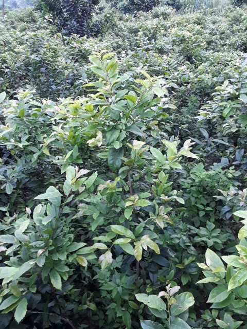 Xạ đen Hoà Bình khô chính hiệu