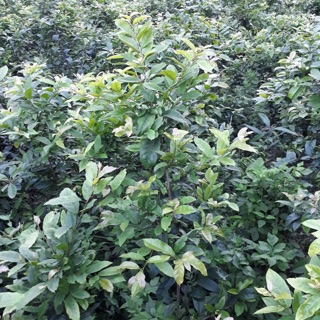 Xạ đen hoà bình 3kg
