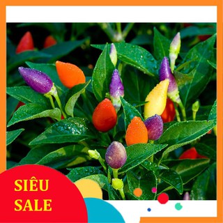 30 Hạt giống Ớt ngũ sắc (tặng gói Kích nẩy mầm và Hướng dẫn)