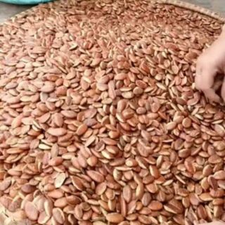 Hạt ko nia sỉ