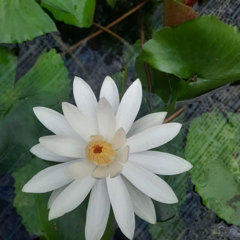 Hoa Súng Mĩ Màu Đỏ.trắng