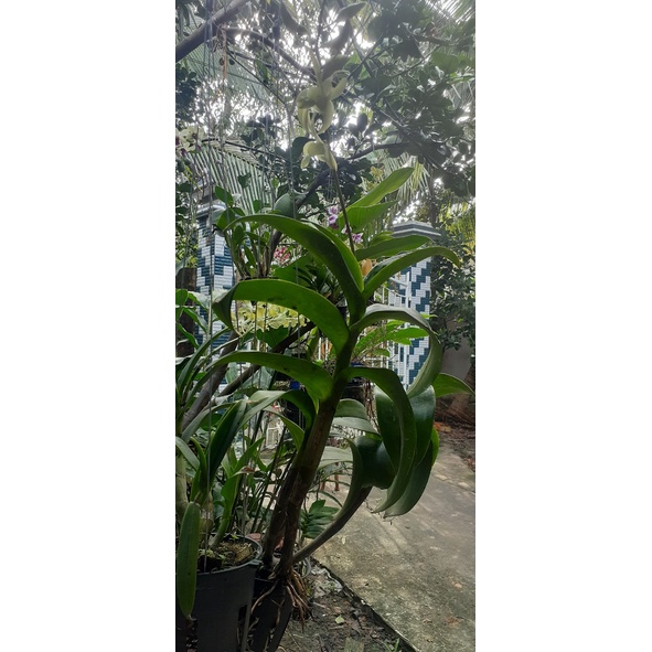 Hoa Lan Dendro Nắng Thỏ Vàng 1 Chậu ( chậu cây trưởng thành, sắp có hoa, chậu nhiều thân, cây to khỏe)