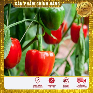 COMBO 2 gói hạt giống ớt ngọt chapion F1 TẶNG 1 phân bón