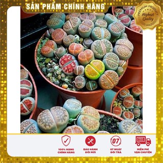 15 Hạt giống Thạch lan (đá sống) (tặng gói Kích nẩy mầm và Hướng dẫn) VIETSEED