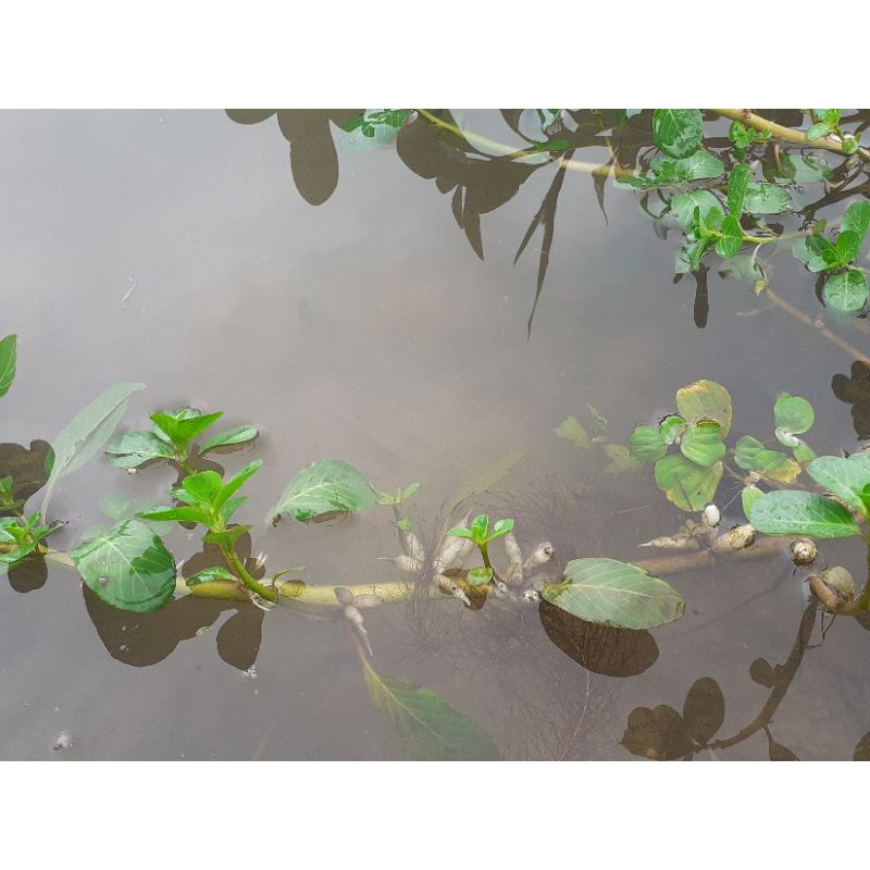 Cây thủy long, cây dừa nước/cây thủy sinh lọc nước/ bể cá .
