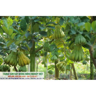 Cây Giống Phật Thủ