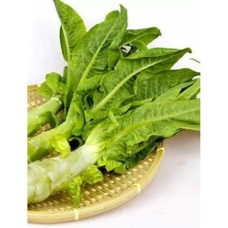 hạt giống rau diếp nếp xanh ( 200 hạt ) dể trồng , nhiều vitamin , nảy mầm tốt , thu hoạch năng suất cao