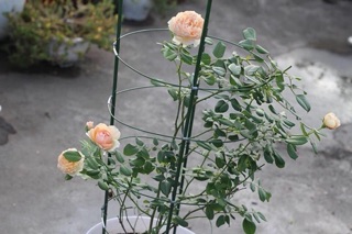 Khung đỡ cho hoa hồng leo 1m2