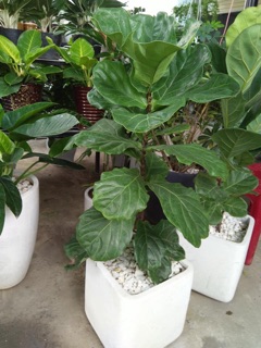 Cây bàng singapore 80cm-1m