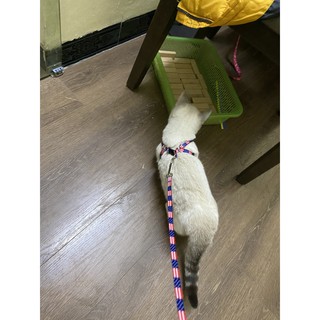 Dây yếm dắt chó , mèo