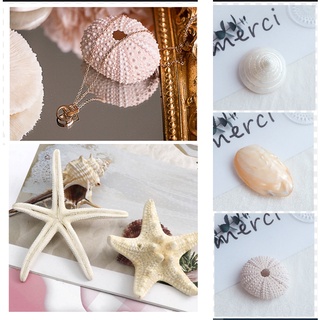 Vỏ Ốc xà cừ, Sò Điệp, Nhím Biển Size Bự Chụp Ảnh Trang Sức