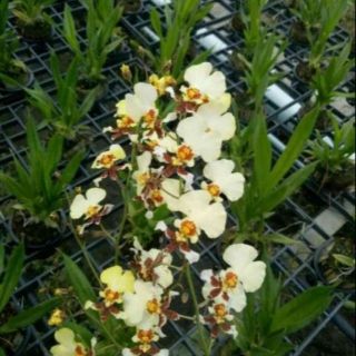 Phong lan - Hoa lan vũ nữ trắng