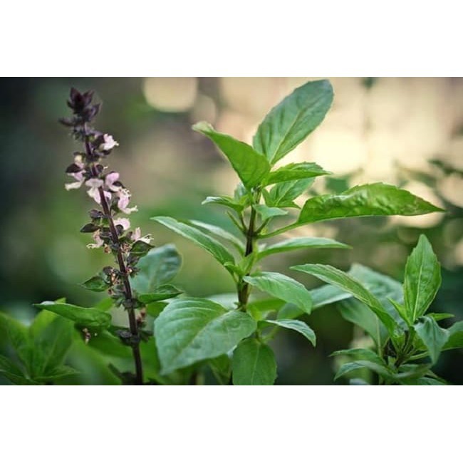 5Gr Hạt Giống Húng Quế (Hàng Loại 1)