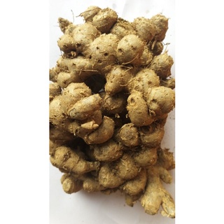 củ ngãi đen to tươi 1kg