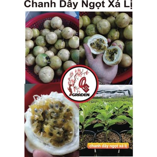 Chanh dây leo ngọt vị xá lị
