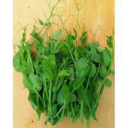 HẠT GIỐNG ĐẬU HÀ LAN ĂN LÁ GÓI 40 HẠT