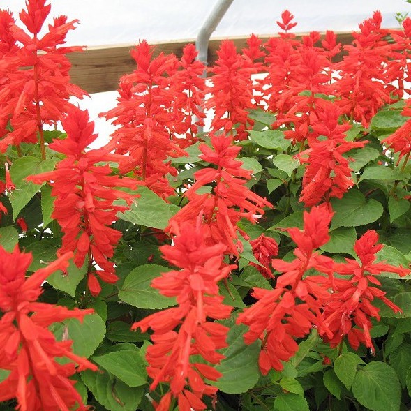 Hạt Giống Hoa Xác Pháo Đỏ 0.1gr