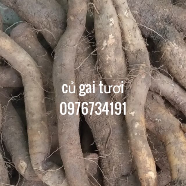 Củ gai tươi 90k 1kg